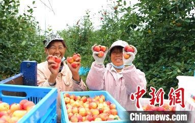 圖為興安盟沙果迎豐收?！】朴仪捌煳麄鞑抗﹫D