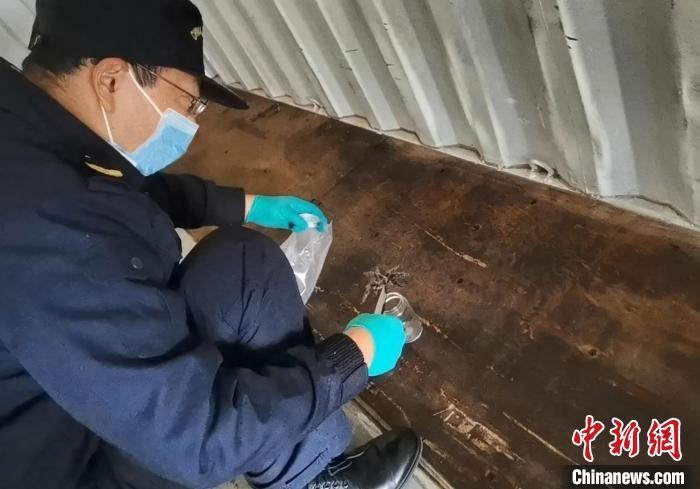 張家港海關(guān)工作人員截獲捕鳥蛛?！⊥踅〕?攝