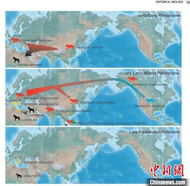 非洲野犬-異豺支系的演化脈絡(luò)圖?！≈锌圃汗偶棺邓?供圖