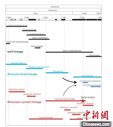 第四紀(jì)主要犬族成員分布年代圖?！≈锌圃汗偶棺邓?供圖