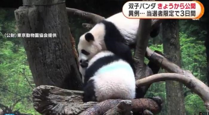 12日，日本東京上野動物園的旅日雙胞胎熊貓開始同游客見面。(圖片來源：日本富士電視臺視頻截圖)