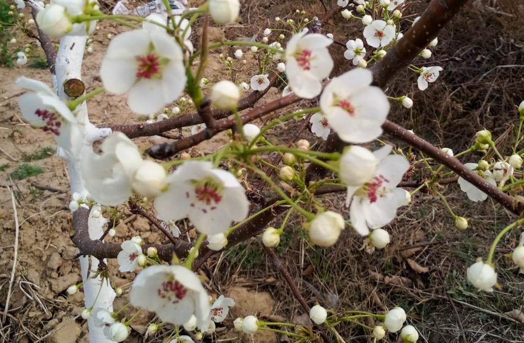 這是拍攝的汾西縣后加樓村盛開(kāi)的梨花。(受訪(fǎng)者供圖)