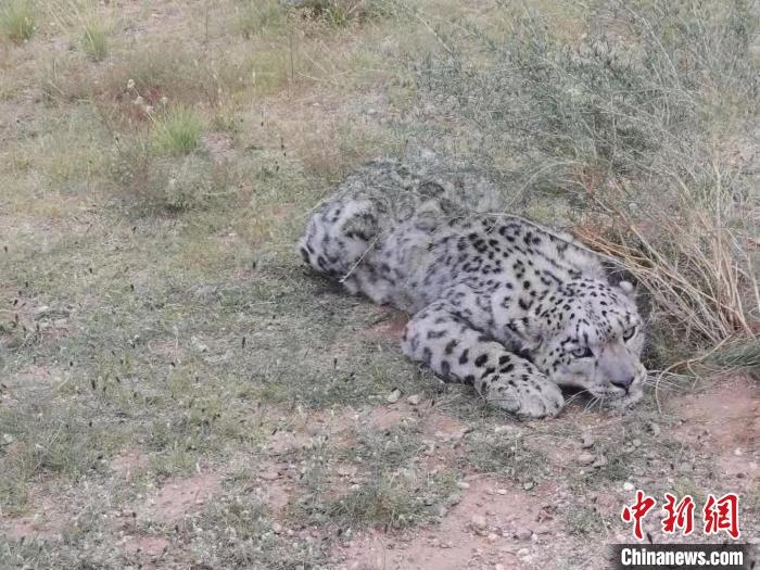 圖為在四子王旗發(fā)現(xiàn)的雪豹(資料圖)?！∷淖油跗炀焦﹫D