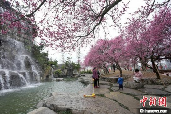 2月23日，市民在乾藝梅園景區(qū)觀賞綻放的梅花。陳興輝 攝
