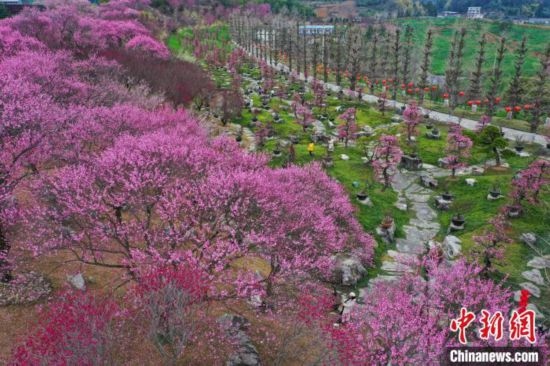 2月23日，航拍乾藝梅園景區(qū)綻放的梅花。瞿宏倫 攝