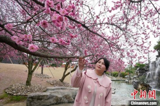 2月23日，市民在乾藝梅園景區(qū)觀賞綻放的梅花。陳興輝 攝