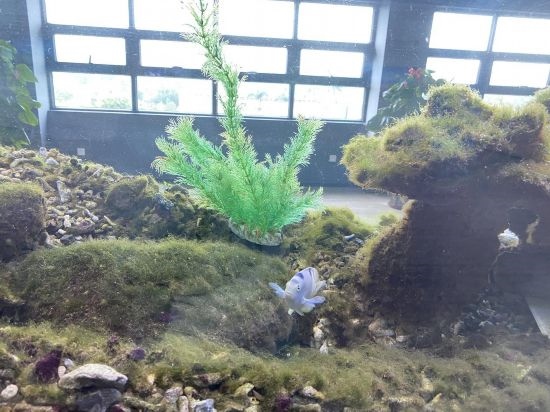 圖為寶鋼湛江鋼鐵水控中心，觀賞海魚在鋼渣漁礁里游動(dòng)