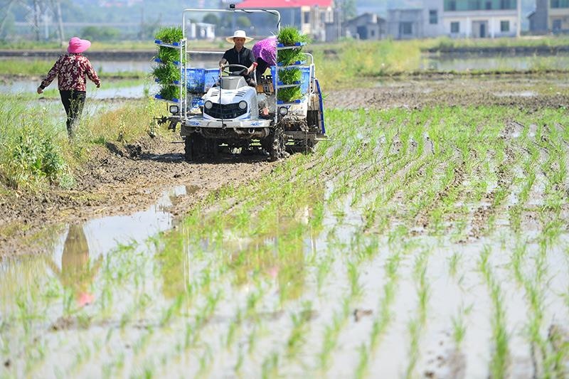 △2023年4月26日，湖南湘潭市雨湖區(qū)姜畬鎮(zhèn)易建河村的一處高標準農田，農民駕駛插秧機插秧。