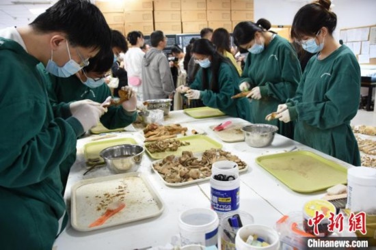 圖為鄭州大學(xué)在校大學(xué)生正在清理骨骼標(biāo)本。王宇 攝