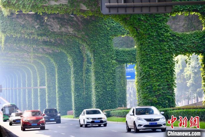 車輛從長(zhǎng)滿爬山虎的橋墩旁經(jīng)過(guò)?！埨?攝