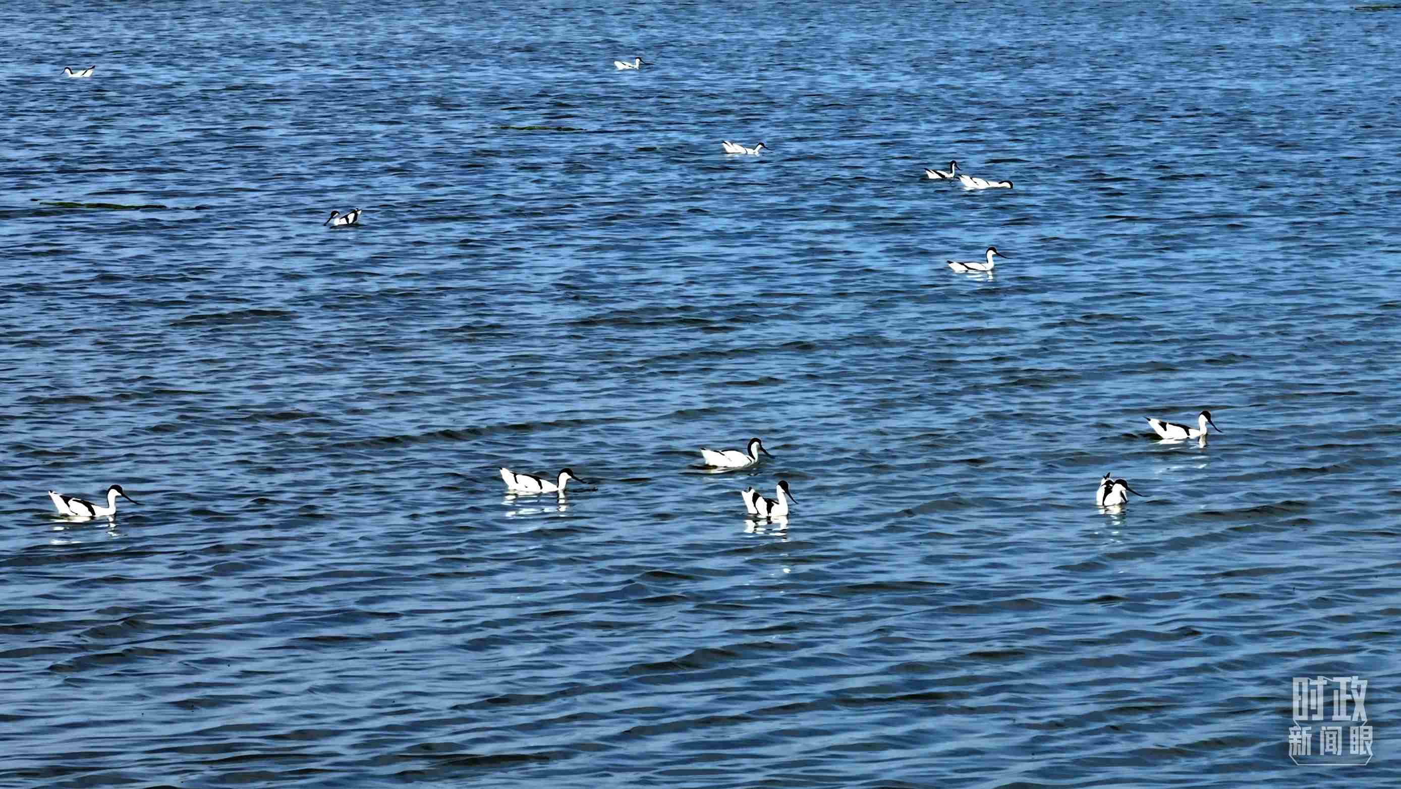 △鹽湖棲息的鳥類。（總臺記者裴大偉、康曉宇拍攝）
