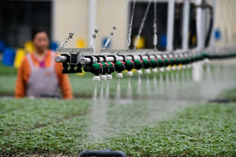 工人在貴陽(yáng)市開(kāi)陽(yáng)縣楠木渡蔬菜良種繁育中心查看自動(dòng)噴灌系統(tǒng)給辣椒苗澆水情況（2023年5月24日攝）。新華社記者 楊文斌 攝