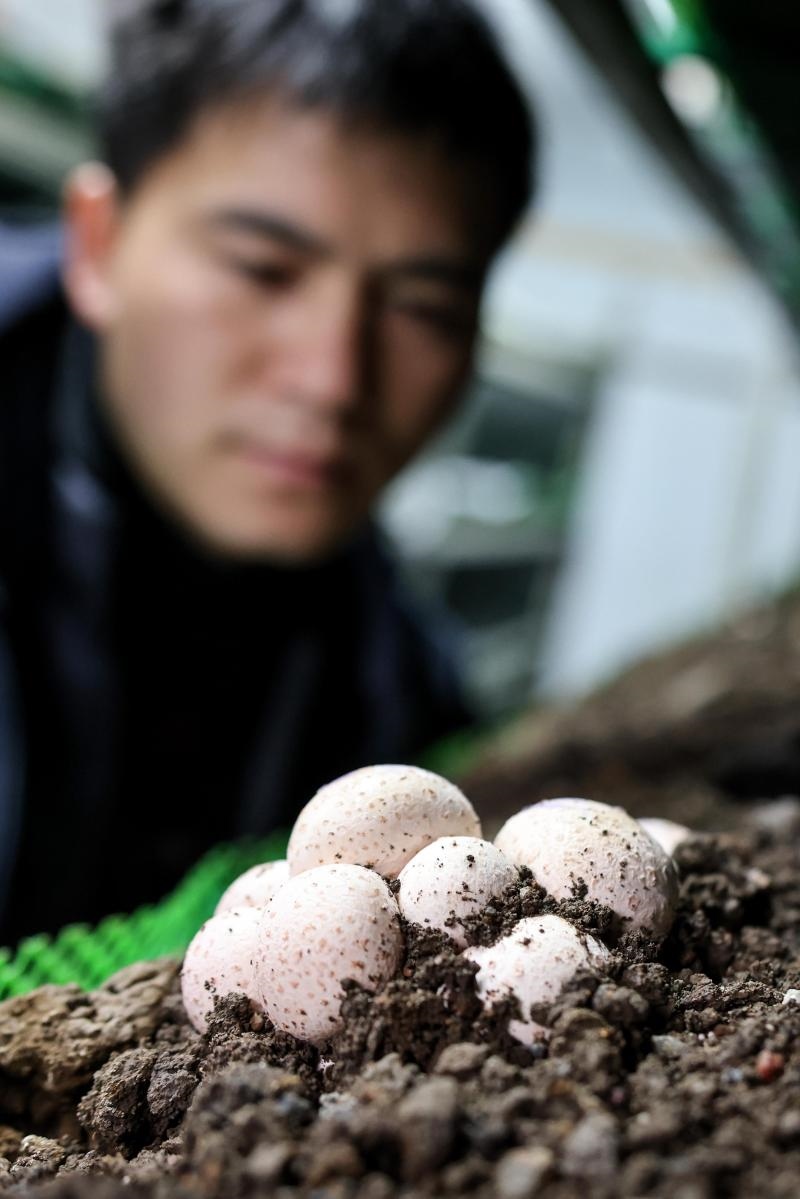 工作人員在貴陽(yáng)市白云區(qū)食用菌產(chǎn)業(yè)示范園智能菇房?jī)?nèi)查看菌菇生長(zhǎng)情況（2022年2月14日攝）。新華社記者 歐東衢 攝