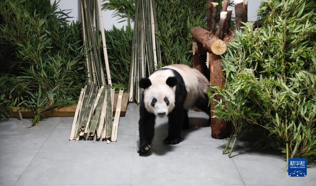 5月29日，大熊貓“丫丫”回到北京動物園。新華社發(fā)（付卓新 攝）