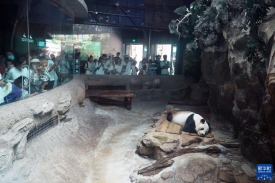 6月22日，游客在北京動物園大熊貓館參觀。新華社記者 任超 攝