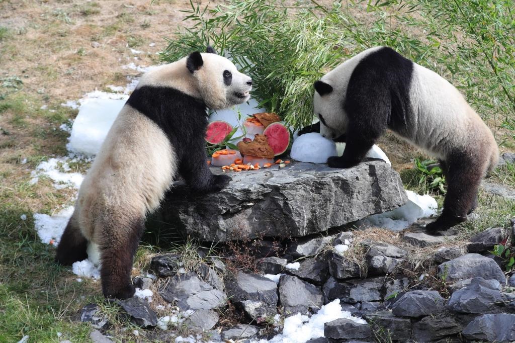 在比利時(shí)天堂動物園，大熊貓“寶弟”（左）、“寶妹”享用“生日大餐”。