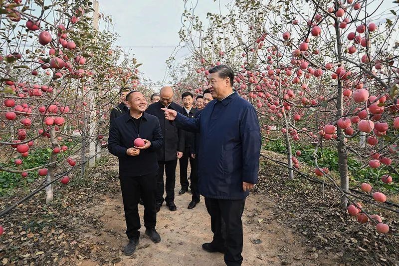△2022年10月26日，陜西延安高橋鎮(zhèn)南溝村，習近平總書記走進果園，向現(xiàn)場采摘的果農了解蘋果收成。