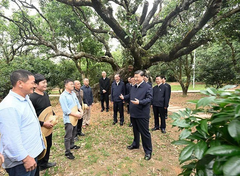 △今年4月11日，習近平總書記在廣東茂名高州市根子鎮(zhèn)柏橋村荔枝種植園，同現(xiàn)場技術人員親切交流。