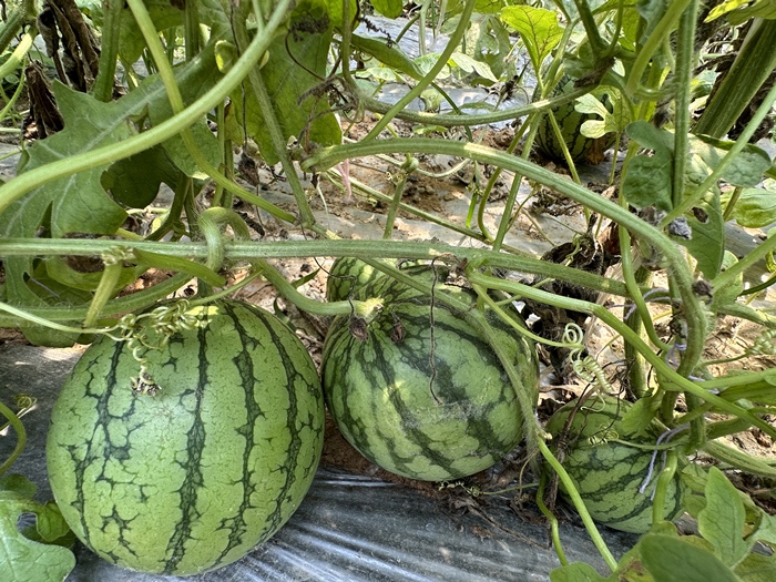 漿水李村瓜果種植基地。王紹紹攝