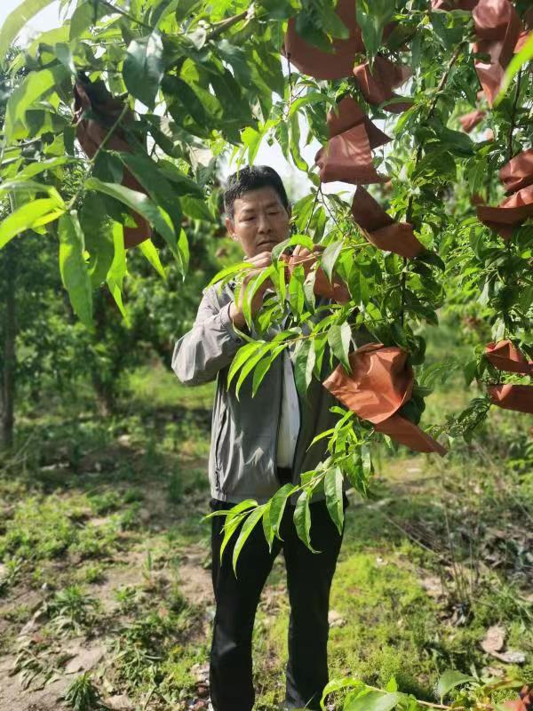 河南長垣樊相鎮(zhèn)谷寨采摘園。王紹紹攝