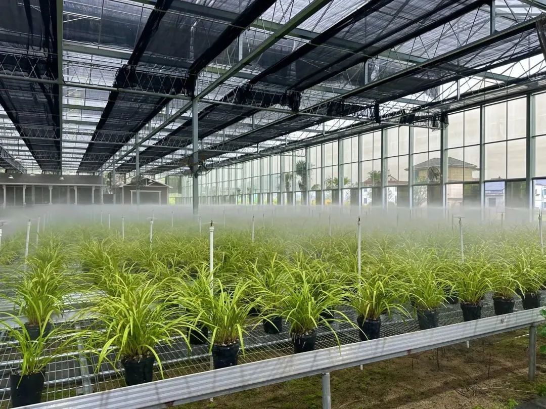 浙江省紹興市柯橋區(qū)漓渚鎮(zhèn)棠棣村的蘭花種植基地。靜玄 攝