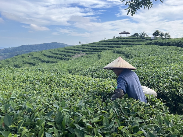 茶農(nóng)正在茶園中采茶。人民網(wǎng) 高清揚攝