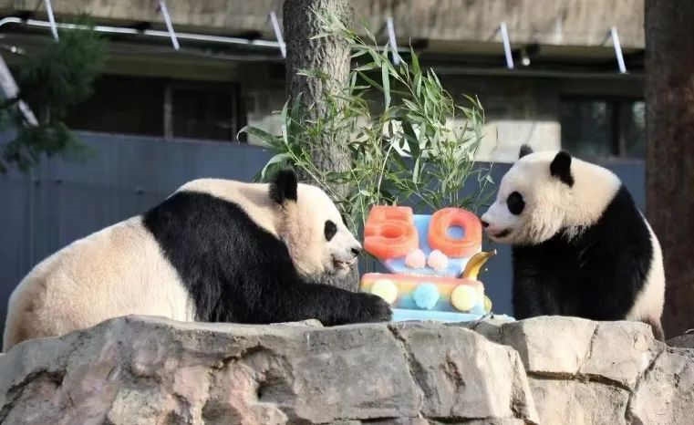 2022年，美國國家動物園舉辦活動慶祝大熊貓抵美50周年，園方為大熊貓“美香”“添添”和“小奇跡”一家三口準備了有“50”字樣的冰凍水果蛋糕。（圖片來源：雅安市廣播電視臺）