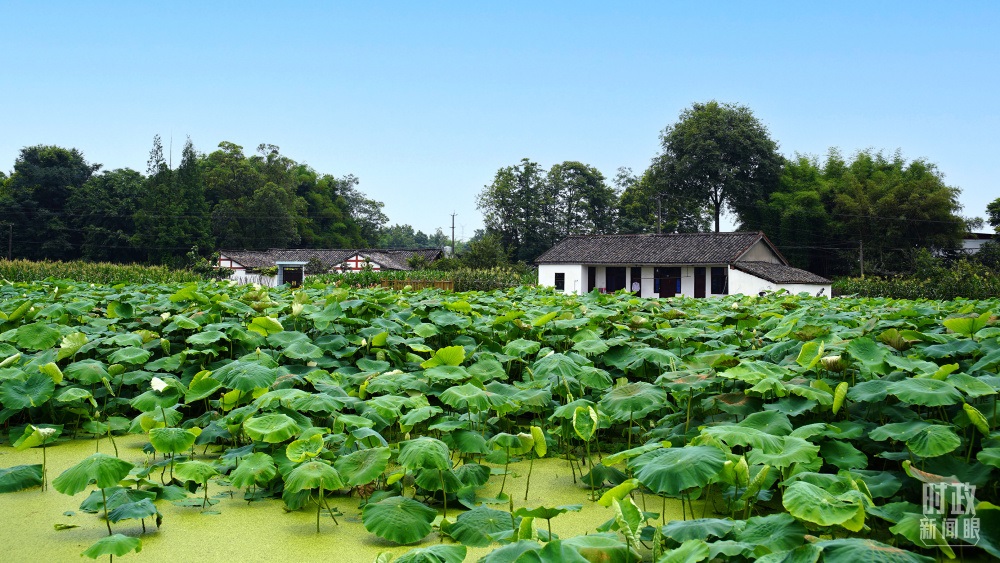 四川眉山，永豐村荷塘。2022年6月，習近平曾到此調(diào)研鄉(xiāng)村振興情況。（總臺央廣記者潘毅拍攝）
