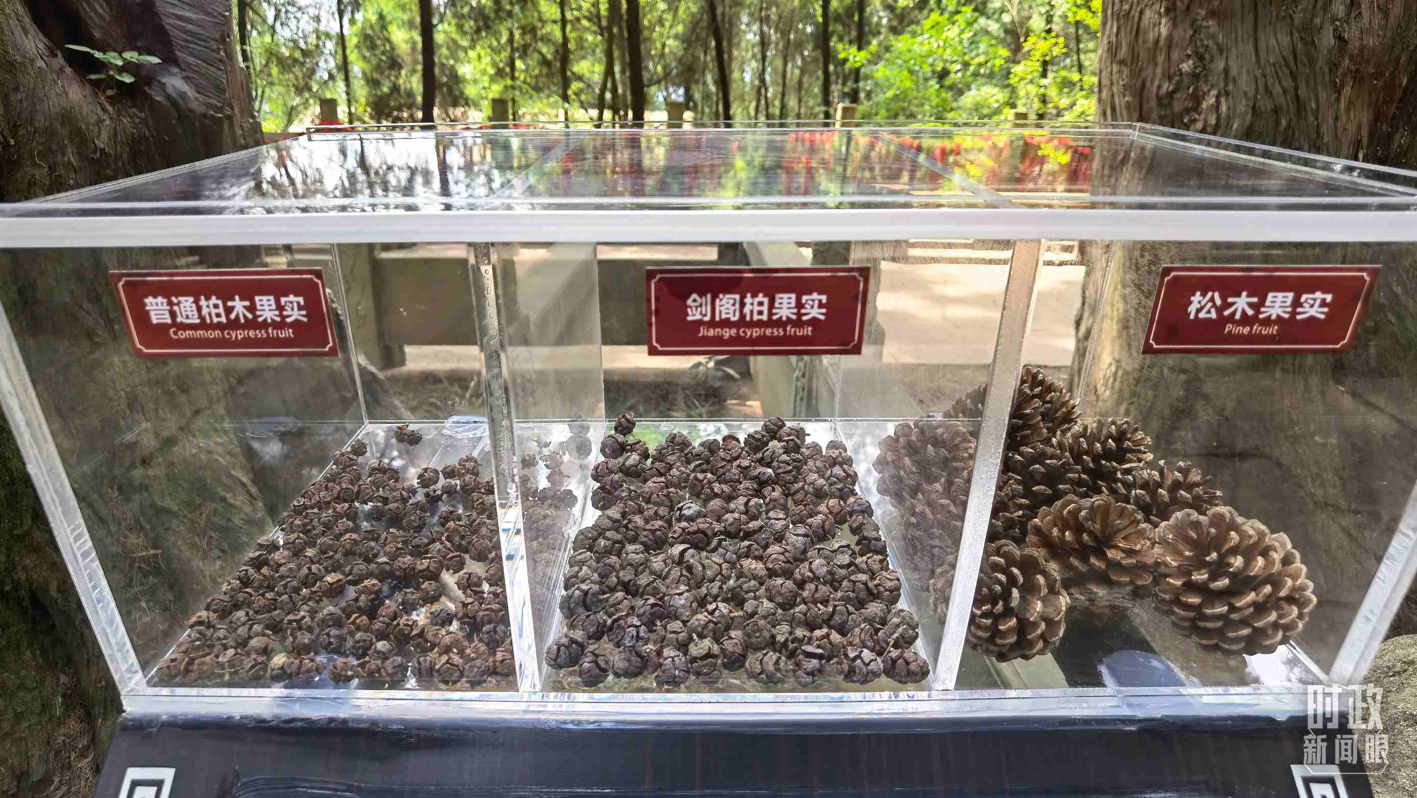 △翠云廊古蜀道，現(xiàn)場陳列的柏木和松木果實。（總臺央視記者石丞拍攝）