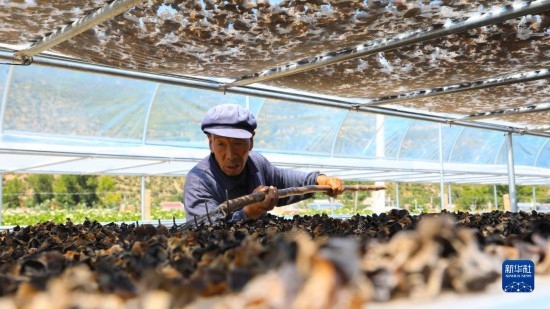 7月29日，在卓尼縣納浪鎮(zhèn)納浪村黑木耳種植基地，農(nóng)戶在翻曬黑木耳。