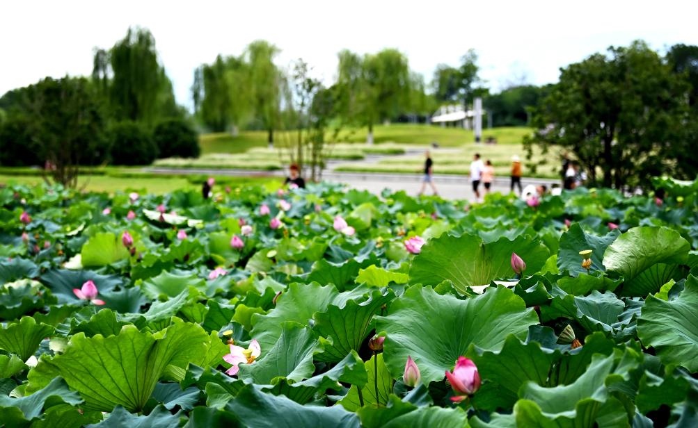 日前，陜西省漢中市漢江兩岸的天漢濕地公園內(nèi)，市民在休閑賞景。新華社記者 劉瀟 攝