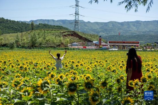 8月12日，游客在寧夏固原市涇源縣大灣鄉(xiāng)楊嶺村向日葵田中拍照。新華社記者 李旭倫 攝