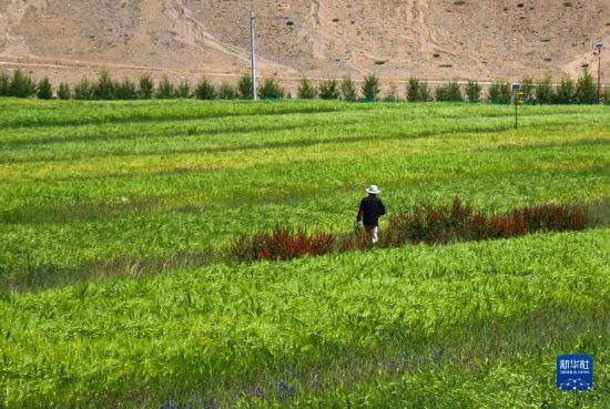 8月12日，西藏阿里地區(qū)普蘭縣赤德村村民在一片青稞田里行走。