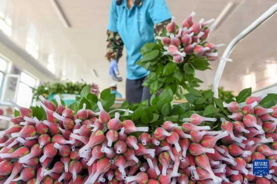 8月17日，農(nóng)民在吉林省德惠市朱城子鎮(zhèn)沿河村程雪家庭農(nóng)場打包玫瑰花。新華社記者 張楠 攝