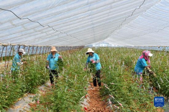 8月17日，農(nóng)民在吉林省德惠市朱城子鎮(zhèn)沿河村程雪家庭農(nóng)場采摘玫瑰花。新華社記者 張楠 攝