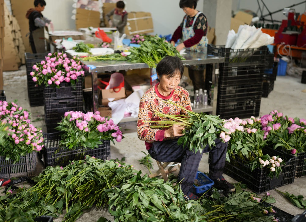 在浦江縣杭坪鎮(zhèn)烏漿村的鮮花種植基地，村民在處理芍藥鮮切花，準(zhǔn)備發(fā)往各地（5月23日攝）。新華社記者 翁忻旸 攝