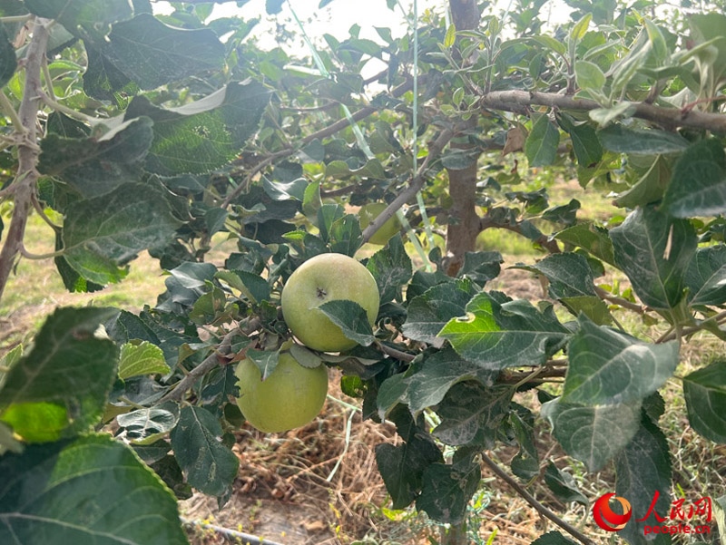 已有蘋果掛在枝頭，10月底即可成熟。人民網(wǎng)記者 常雪梅攝