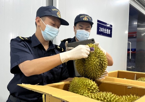 磨憨鐵路口岸綜合性指定監(jiān)管場地水果查驗區(qū)內(nèi)，海關(guān)關(guān)員正在查驗進(jìn)口榴蓮。勐臘海關(guān)供圖