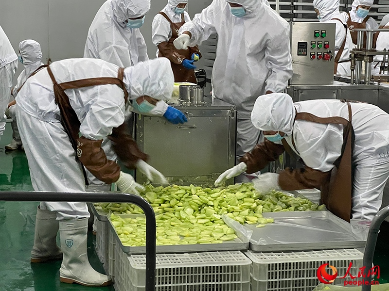 切片哈密瓜將被做成凍干食品。人民網(wǎng)記者 常雪梅攝