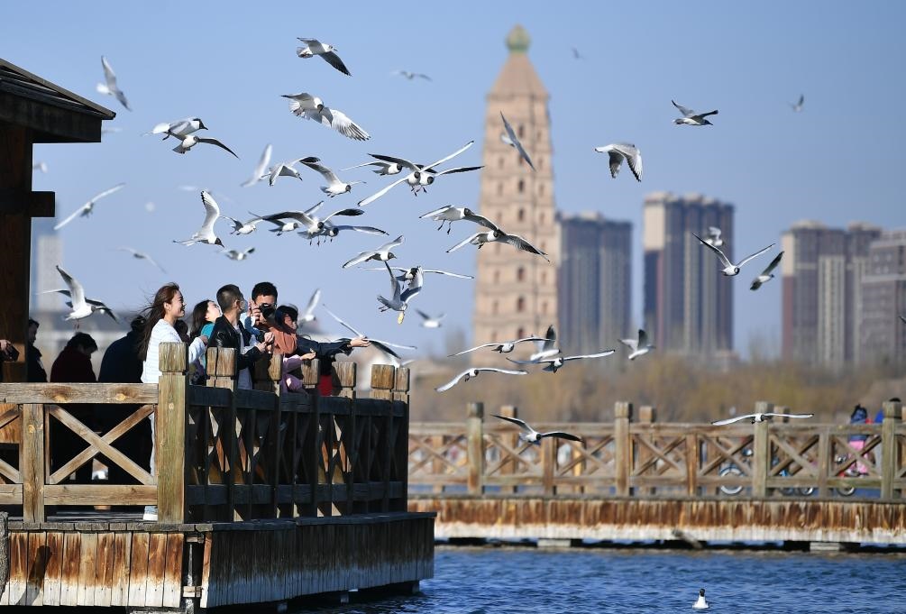 市民在寧夏銀川市海寶公園觀(guān)賞候鳥(niǎo)（2023年3月12日攝）。新華社記者王鵬 攝