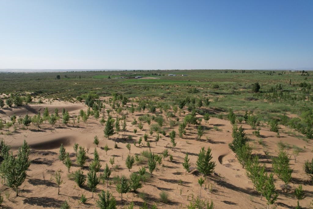 在庫(kù)布其沙漠腹地，牧民已讓10萬(wàn)畝沙地變綠洲（無(wú)人機(jī)照片，2023年6月25日攝）。新華社記者李云平 攝