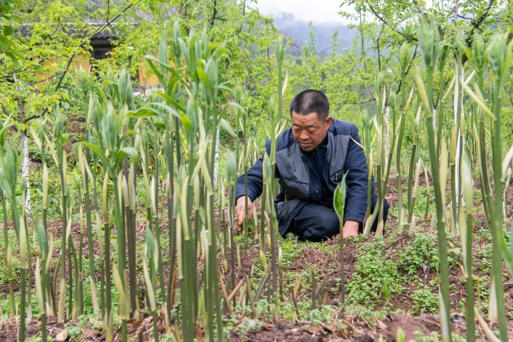 4月14日，村民陳朋在地里管護(hù)種植的黃精。新華社記者 唐奕 攝