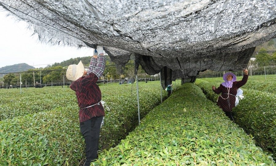  在浙江省紹興市越城區(qū)富盛鎮(zhèn)抹茶生產(chǎn)基地，農(nóng)戶為茶樹拉遮陽網(wǎng)（2023年2月28日攝）。