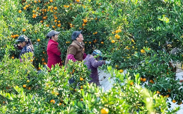 農戶在果園中采摘果實。湖南省石門縣融媒體中心 唐亞翔攝