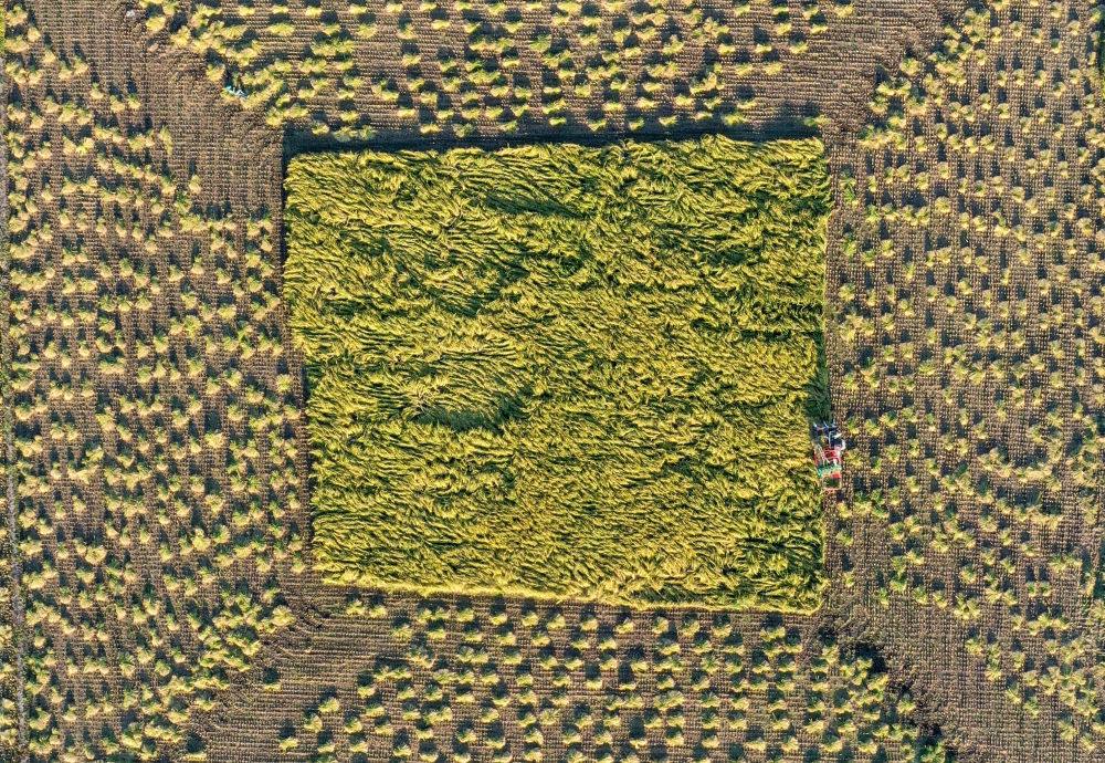 在吉林省舒蘭市平安鎮(zhèn)金星村，農(nóng)民駕駛農(nóng)機收割水稻（2023年9月21日攝，無人機照片）。新華社記者 張楠 攝