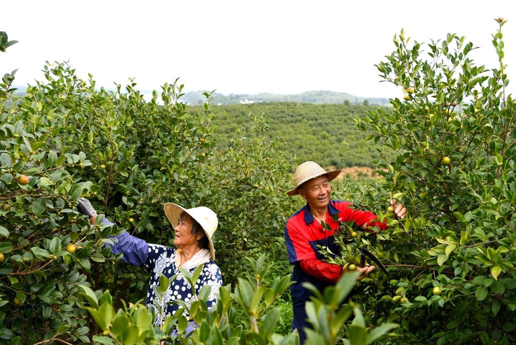 2020年8月25日，村民在河南省光山縣槐店鄉(xiāng)司馬光油茶園內(nèi)勞作。新華社記者郝源攝