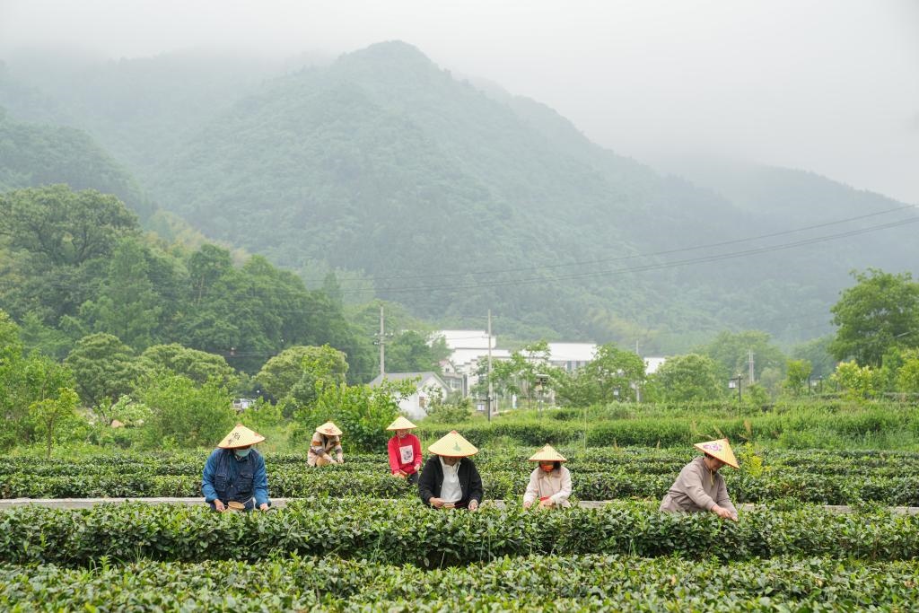 2022年5月11日，村民在大灣村生態(tài)茶園內(nèi)采摘茶葉。新華社記者杜宇攝