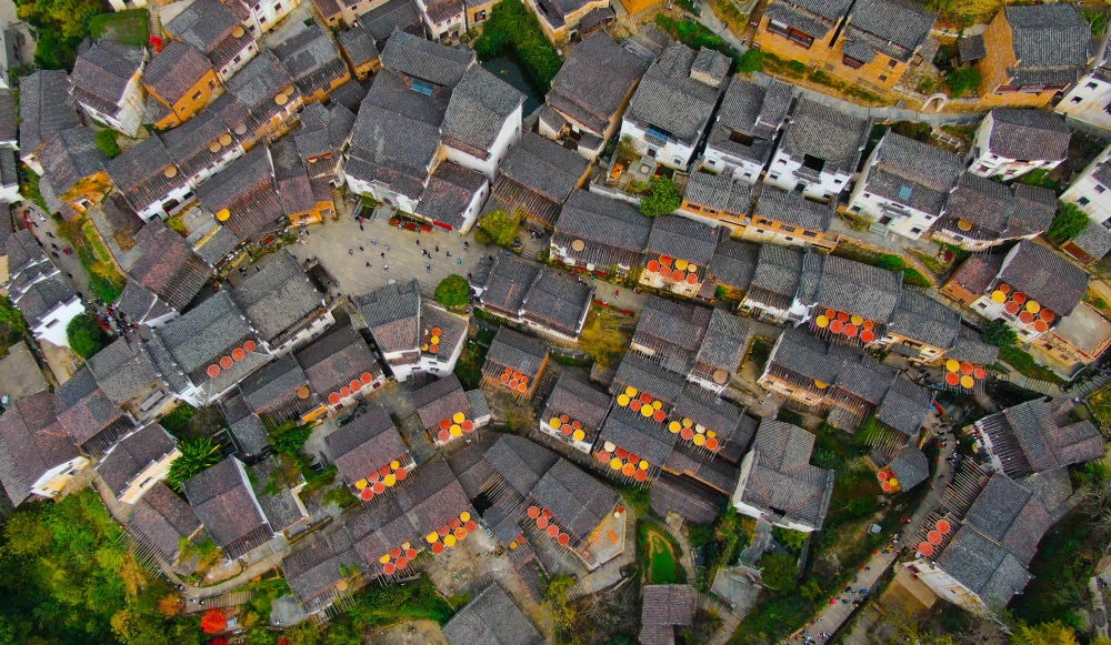 這是婺源縣江灣鎮(zhèn)篁嶺村的曬秋景象（2019年11月7日攝）。