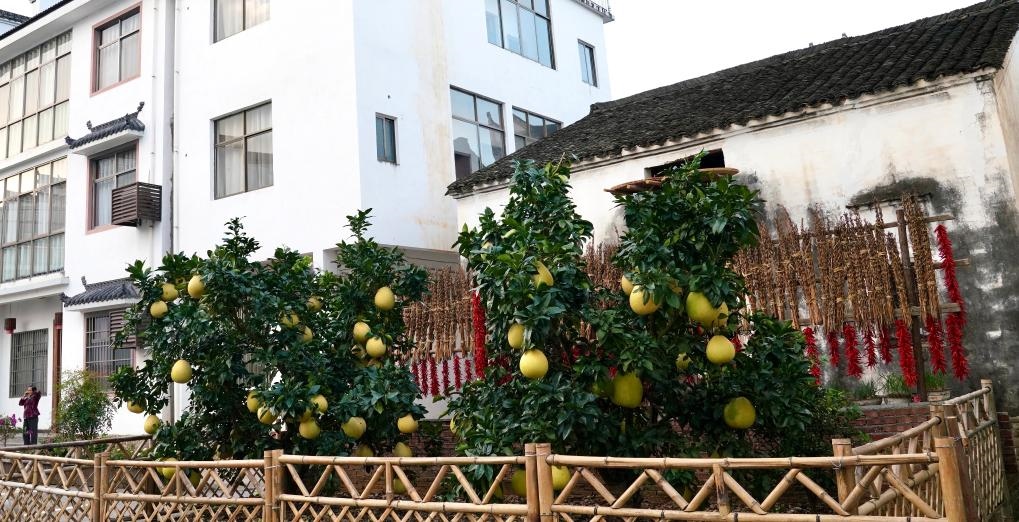 近日在江西省上饒市婺源縣秋口鎮(zhèn)王村石門自然村拍攝的馬家柚。新華社記者 胡晨歡 攝