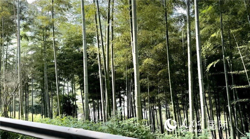 沿途中的竹林。人民網(wǎng)記者 周雨攝